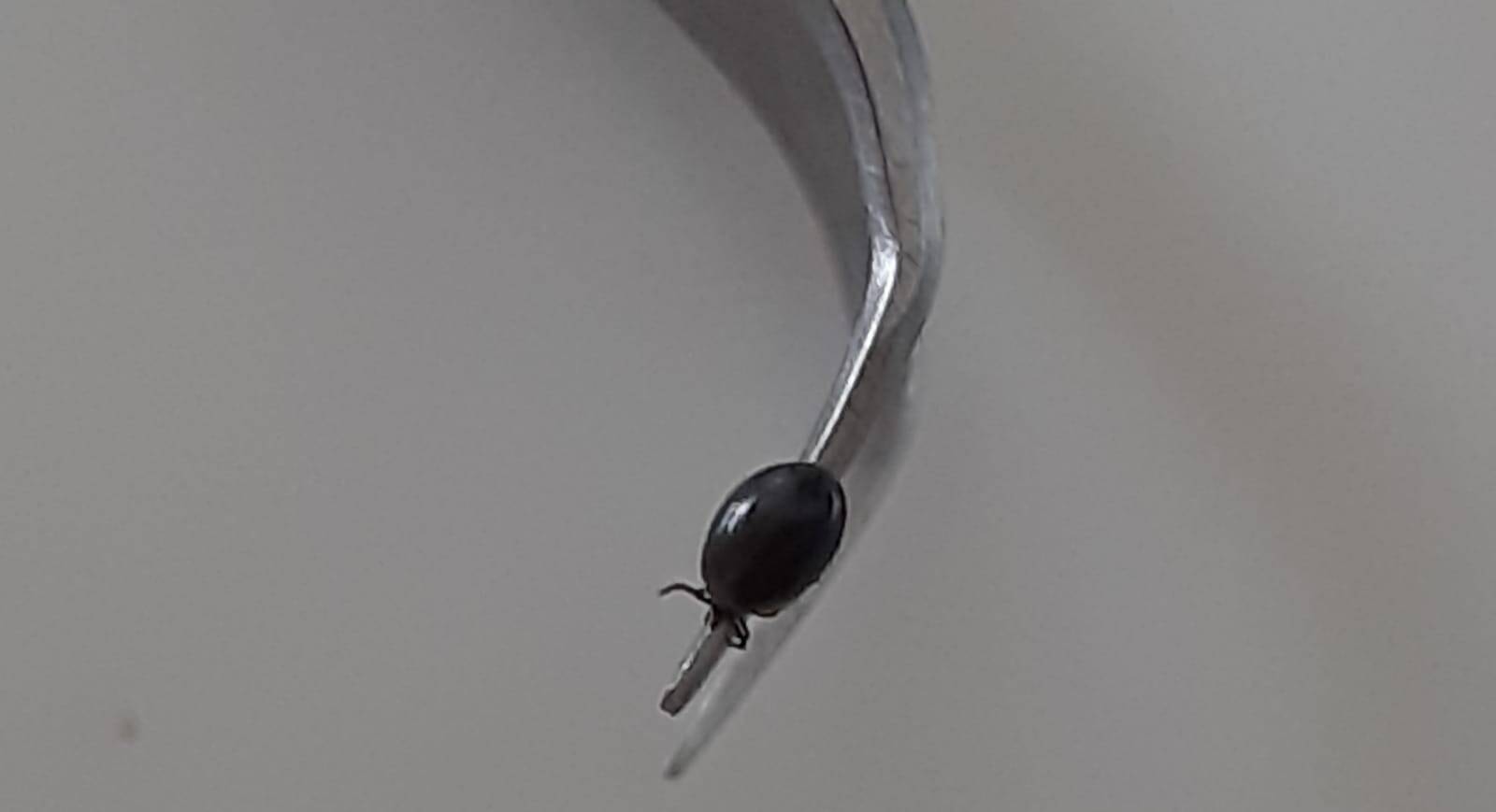 Immagine: zecca 2.jpeg Creative Commons Attributon–ShareAlike 4.0 International (CC BY-SA 4.0)