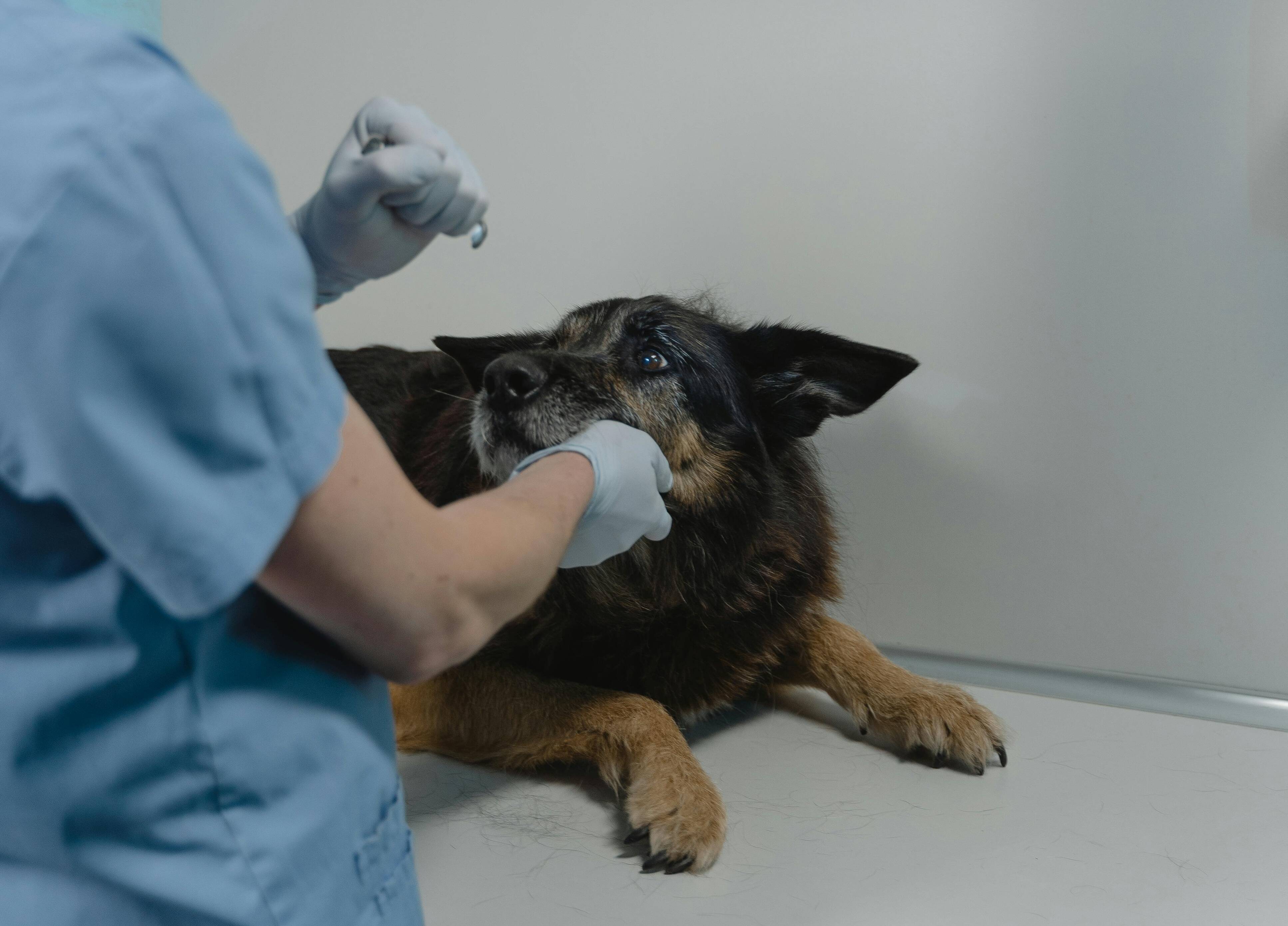 Immagine: pexels-tima-miroshnichenko-6234627.jpg Creative Commons Attributon–ShareAlike 4.0 International (CC BY-SA 4.0)