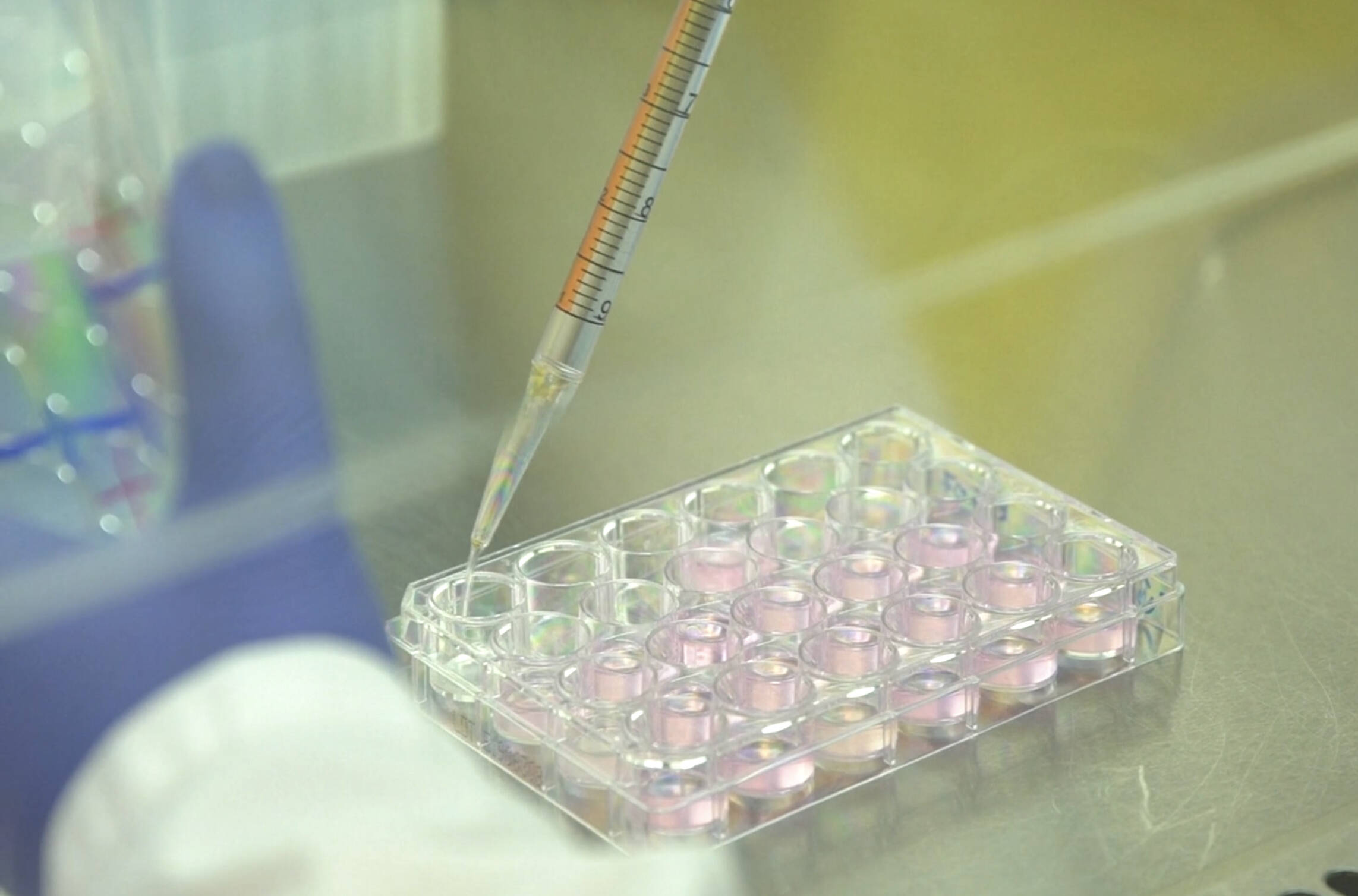 Immagine: 5A86A624-8BA6-40D2-970B-7600AF03D89F.jpeg Creative Commons Attributon–ShareAlike 4.0 International (CC BY-SA 4.0)